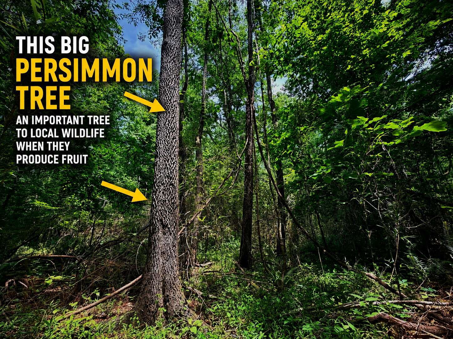 33 Acres of Land for Sale in Booneville, Mississippi
