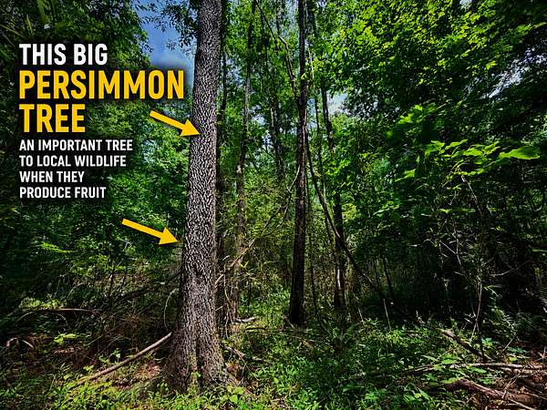 33 Acres of Land for Sale in Booneville, Mississippi