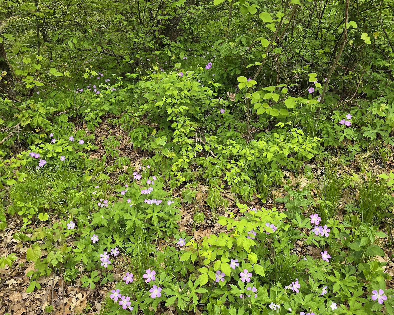 5.86 Acres of Land for Sale in Gregory, Michigan