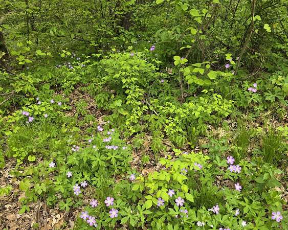 5.86 Acres of Land for Sale in Gregory, Michigan