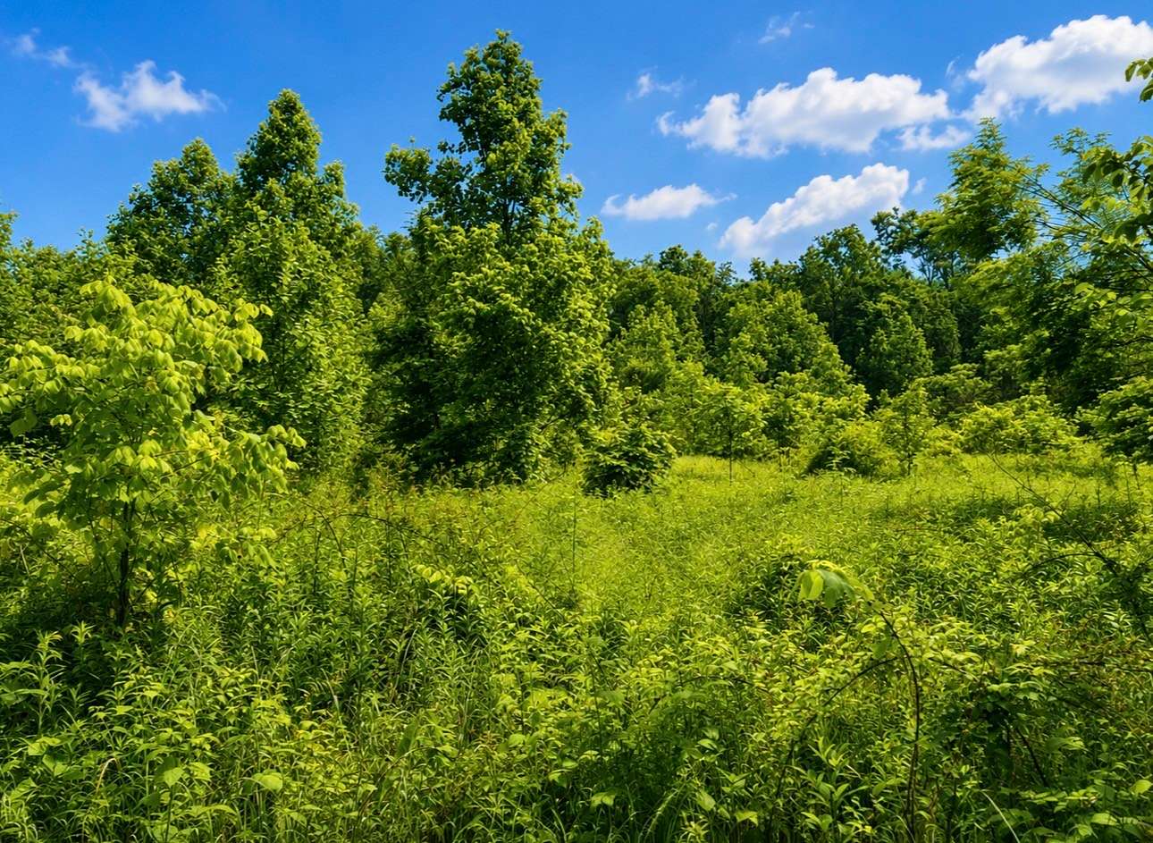 16 Acres of Land for Sale in Lafayette, Tennessee