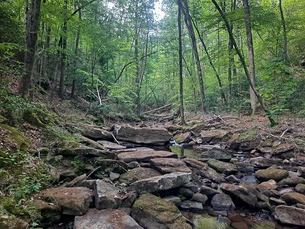 42 Acres of Land for Sale in Carbon Hill, Alabama