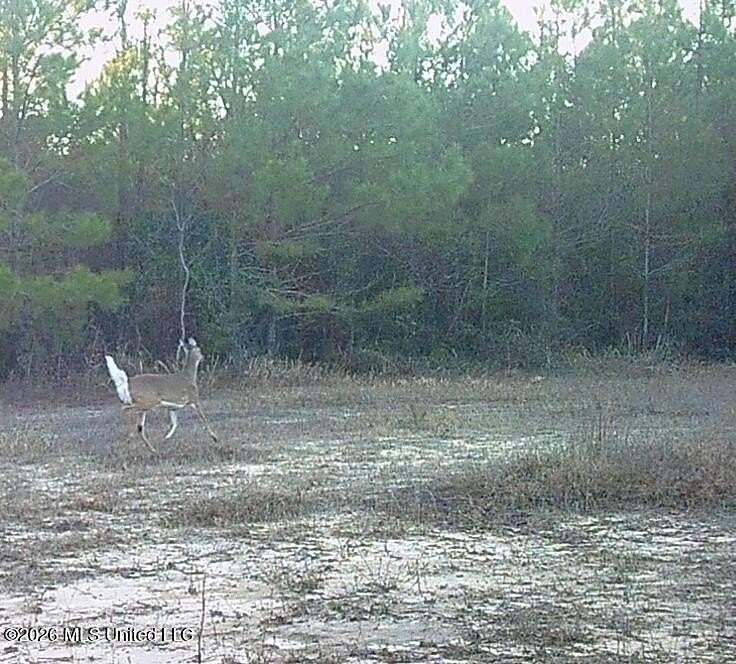 40 Acres of Recreational Land for Sale in Beaumont, Mississippi
