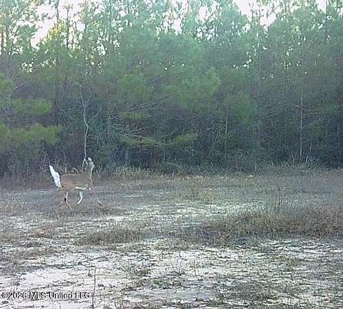 40 Acres of Recreational Land for Sale in Beaumont, Mississippi
