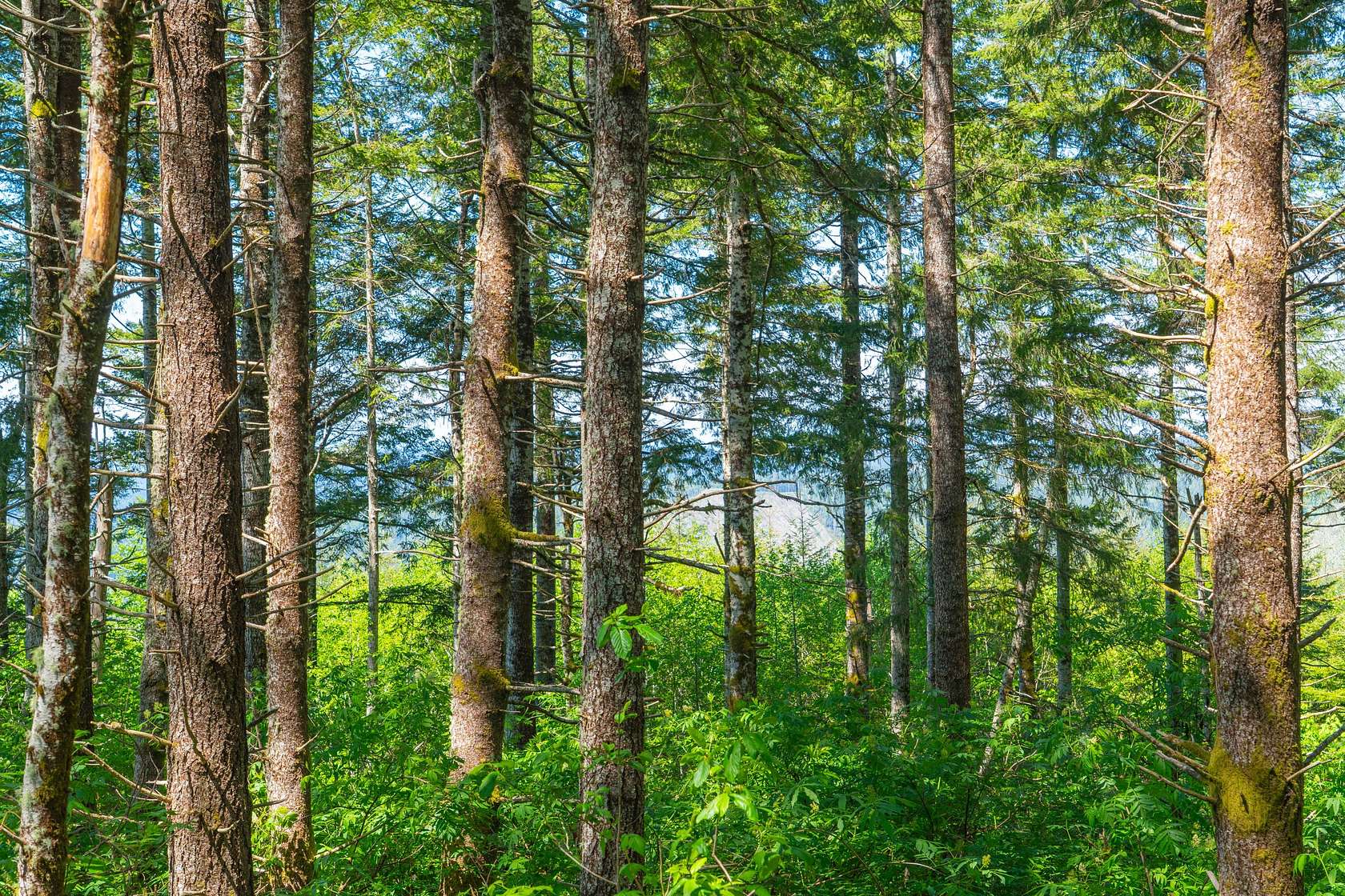 80.2 Acres of Recreational Land for Sale in Eddyville, Oregon