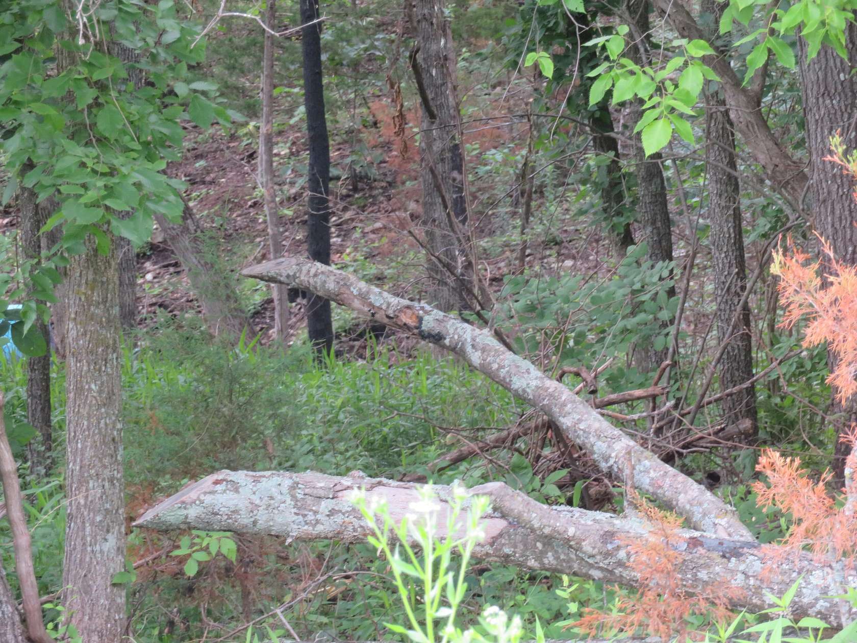 7 Acres of Residential Land for Sale in Humansville, Missouri