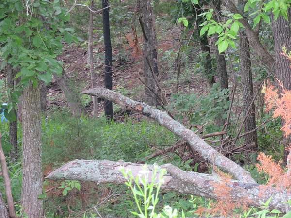 7 Acres of Residential Land for Sale in Humansville, Missouri