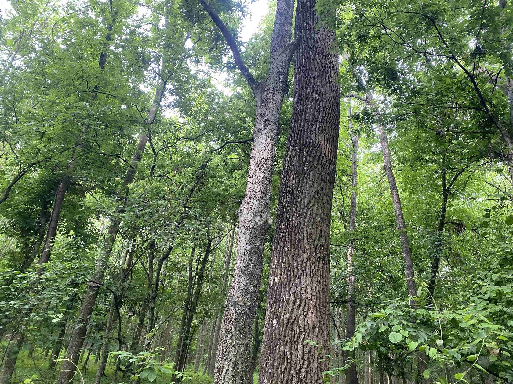 10 Acres of Residential Land for Sale in Jonesboro, Arkansas