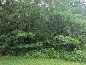 11.2 Acres of Land for Sale in Elora, Tennessee