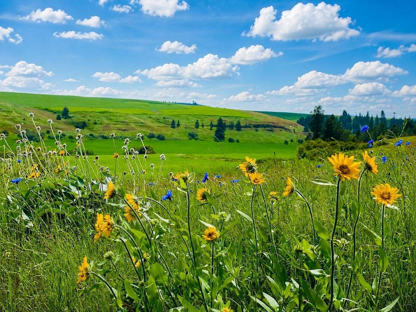 40 Acres of Agricultural & Residential Land for Sale in Spangle, Washington