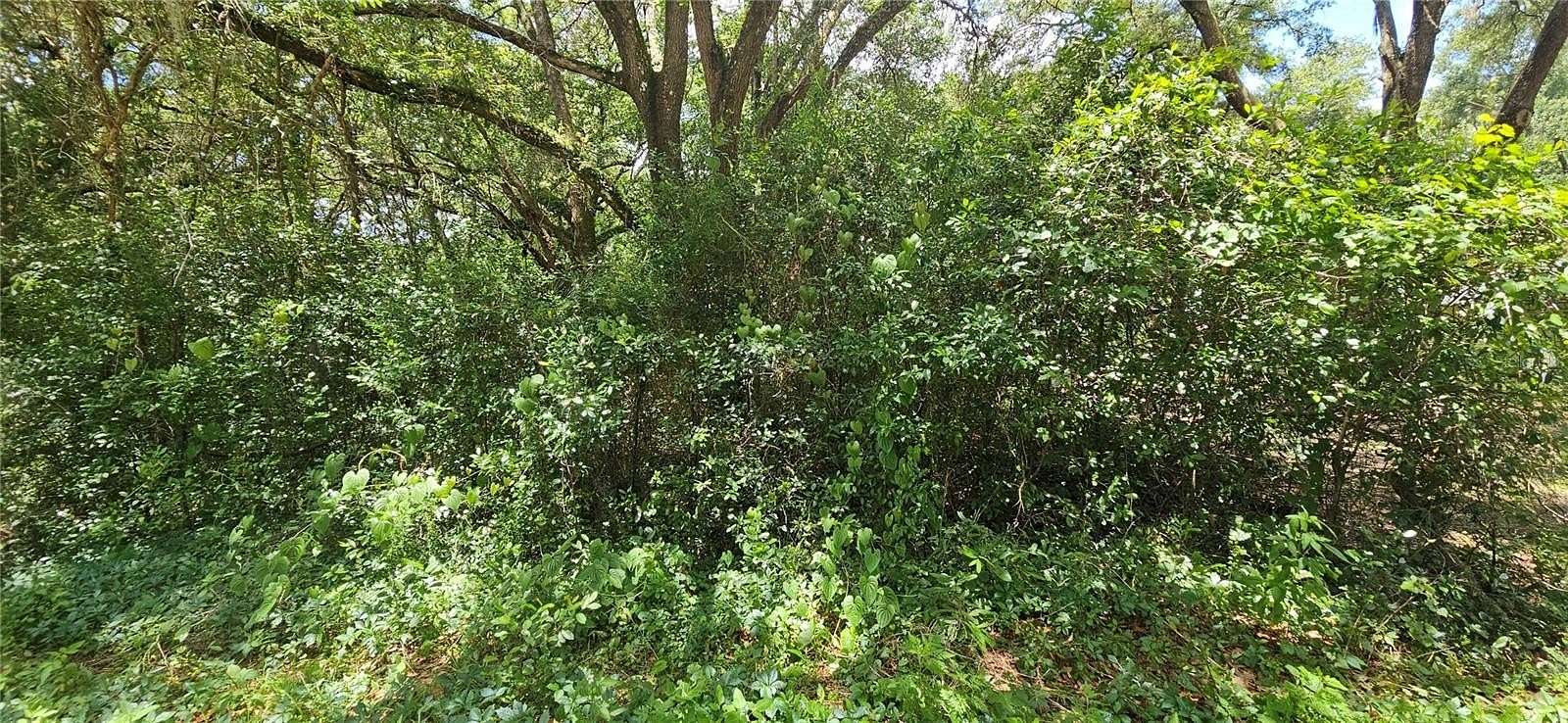 0.24 Acres of Residential Land for Sale in Summerfield, Florida