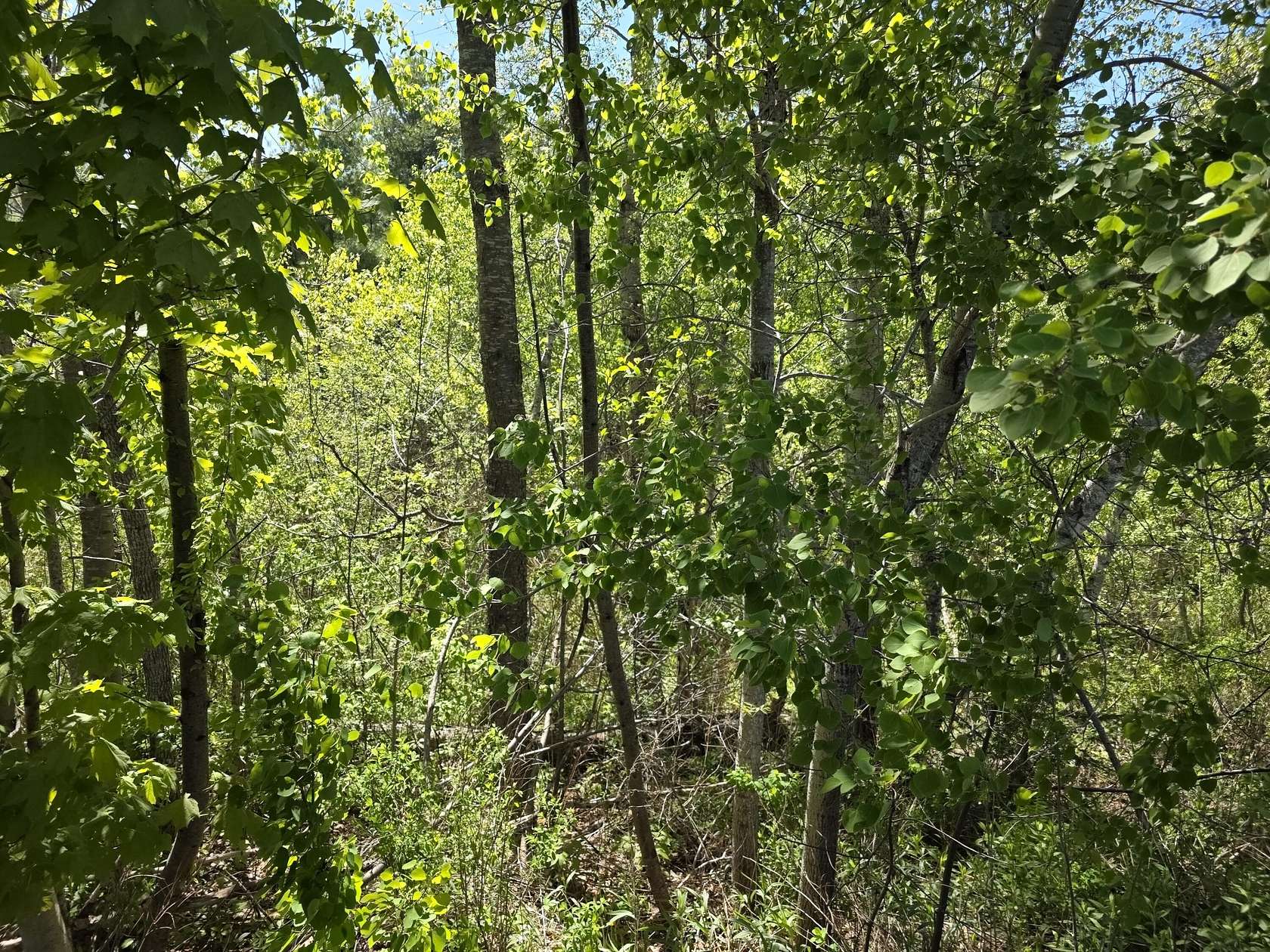 3.6 Acres of Residential Land for Sale in Swanville, Maine