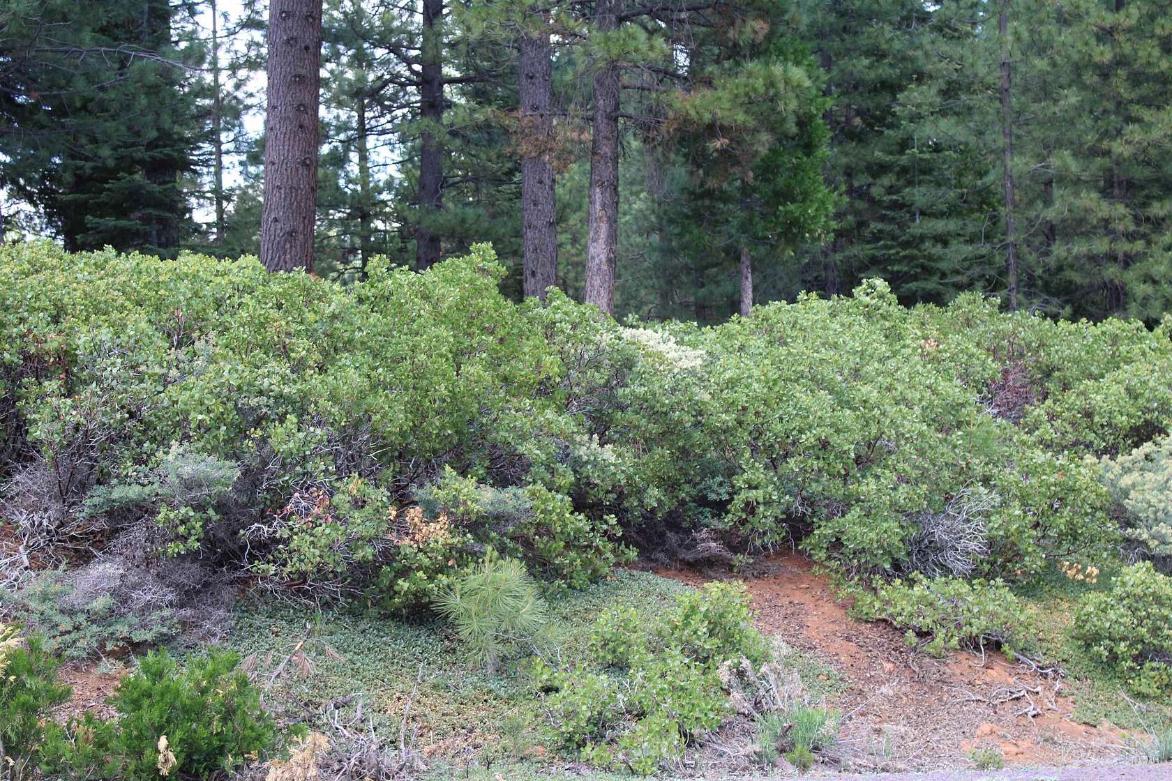 0.33 Acres of Land for Sale in Lake Almanor Peninsula, California