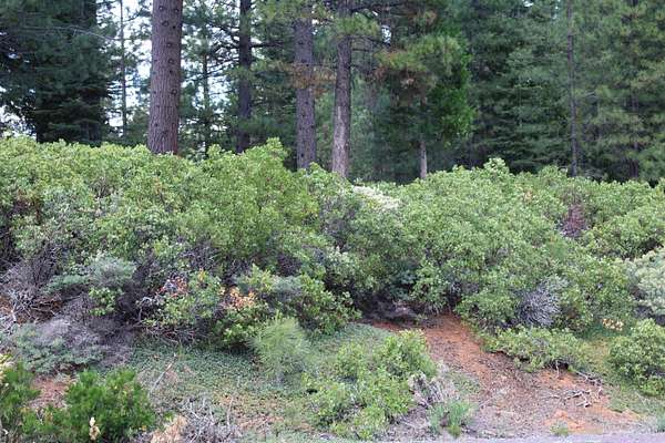 0.33 Acres of Land for Sale in Lake Almanor Peninsula, California