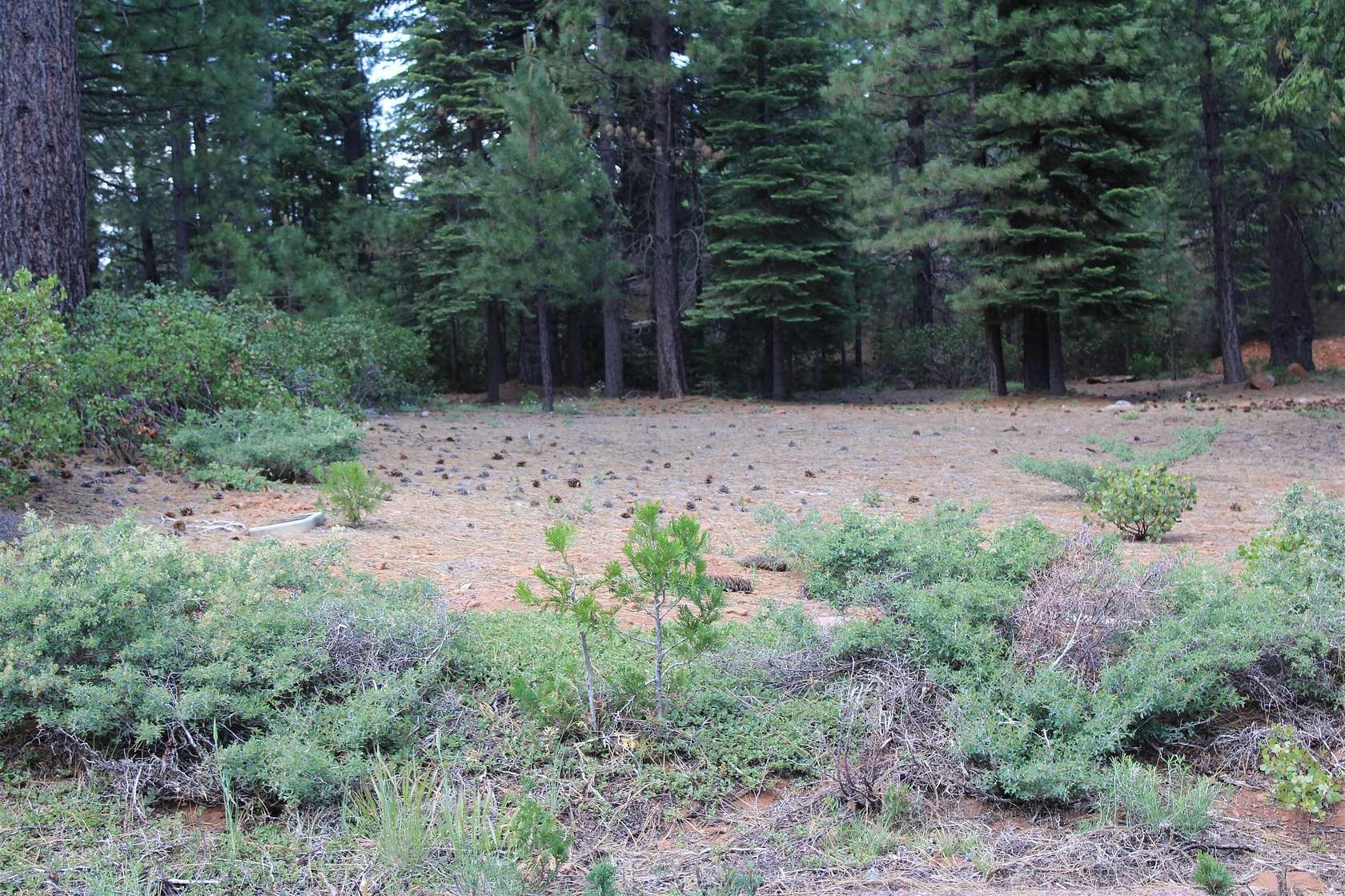 0.33 Acres of Land for Sale in Lake Almanor Peninsula, California