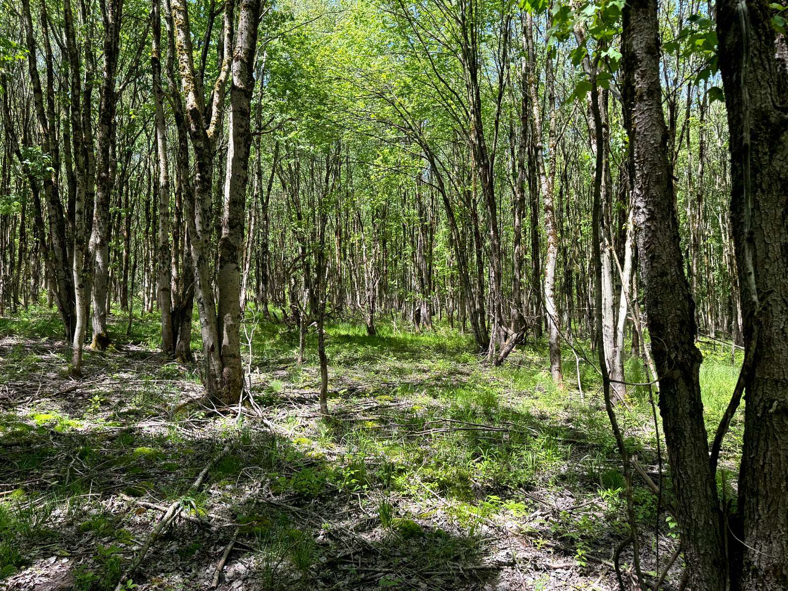 10 Acres of Recreational & Residential Land for Sale in Vienna, New York