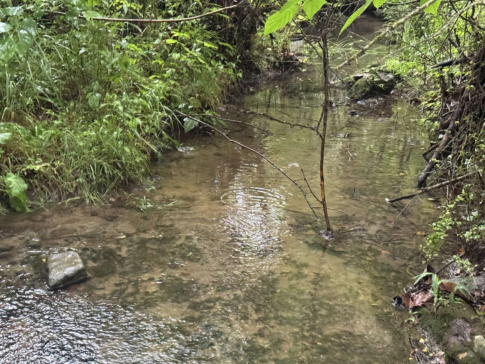 430 Acres of Recreational Land for Sale in Cornersville, Tennessee