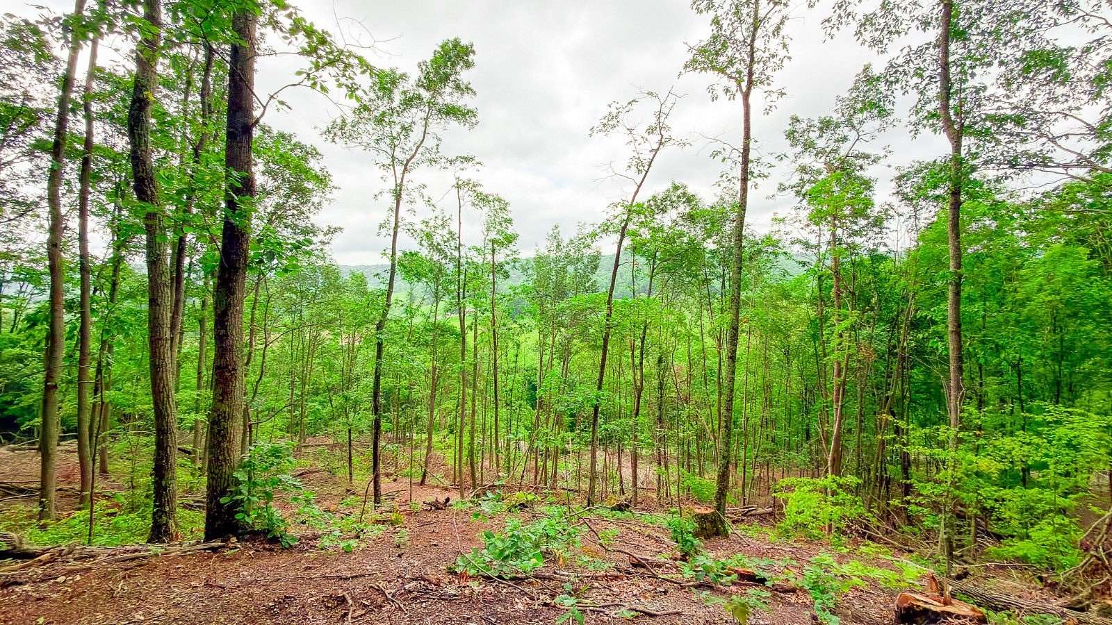17.6 Acres of Recreational & Residential Land for Sale in South Salem, Ohio
