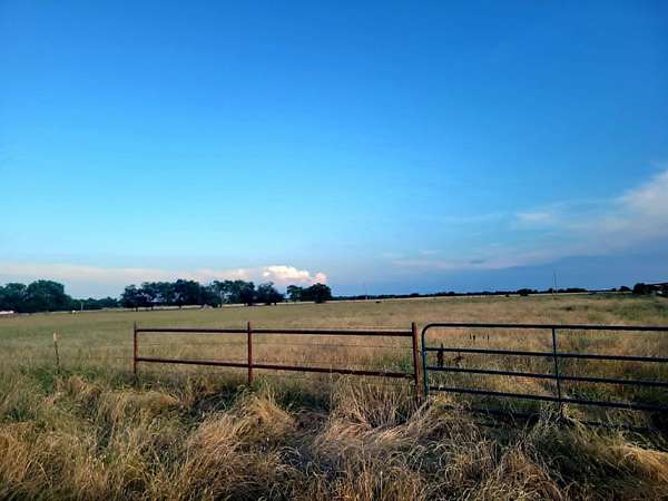 35.8 Acres of Land for Sale in Wolfe City, Texas