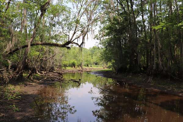 202 Acres of Land for Sale in Little Rock, South Carolina