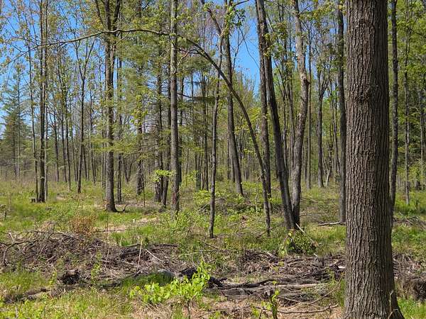 10 Acres of Land for Sale in Brantwood, Wisconsin