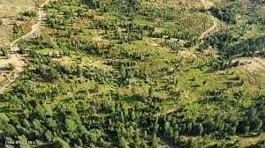 15 Acres of Land for Sale in St. Maries, Idaho