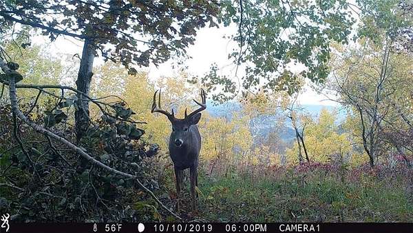 223 Acres of Land for Sale in Alma Town, Wisconsin
