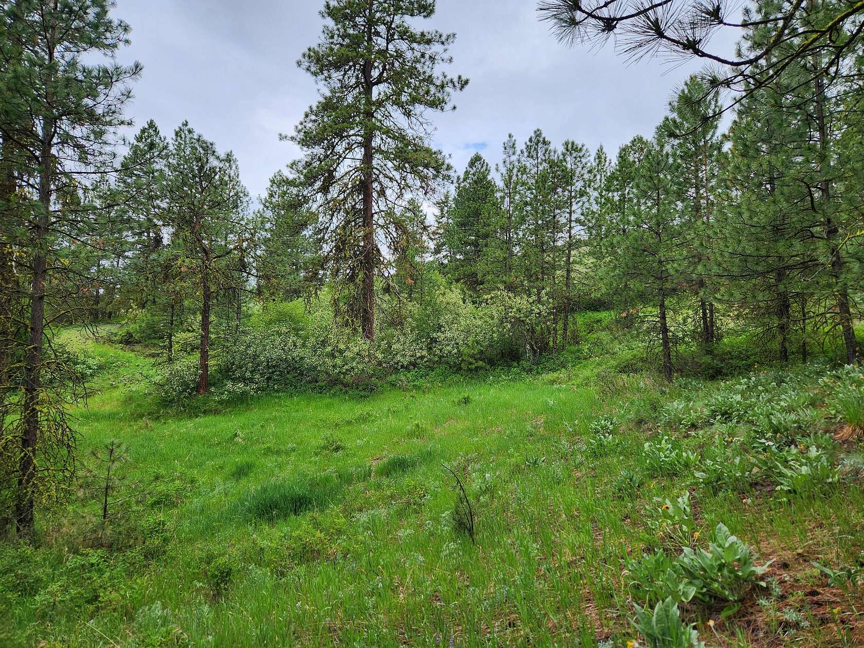 20 Acres of Recreational & Residential Land for Sale in Republic, Washington