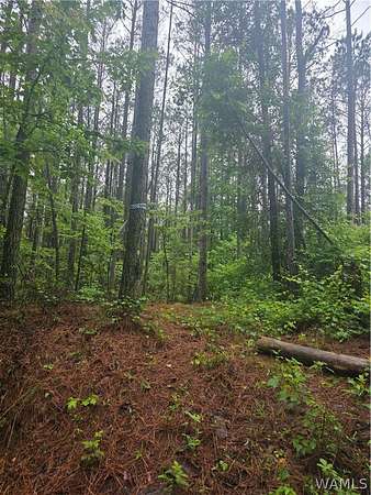 73 Acres of Recreational & Residential Land for Sale in Bankston, Alabama
