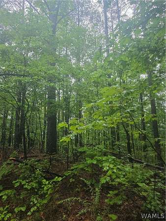 120 Acres of Recreational & Residential Land for Sale in Carbon Hill, Alabama