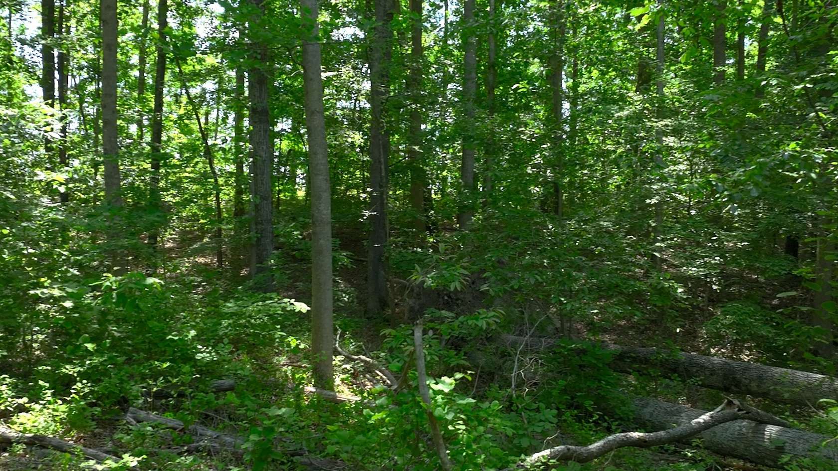 40 Acres of Land for Sale in Lyles, Tennessee