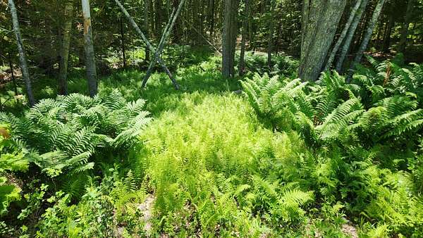 2.5 Acres of Land for Sale in Phippsburg, Maine