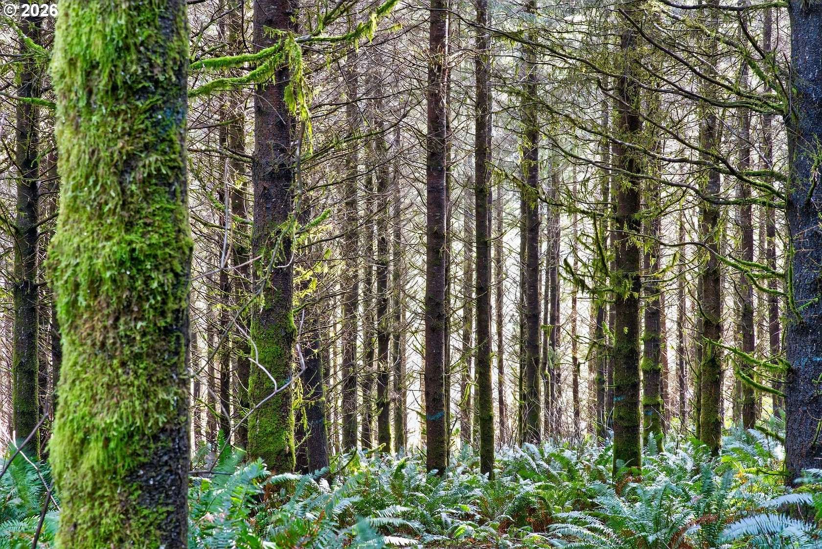167 Acres of Recreational Land for Sale in Coquille, Oregon