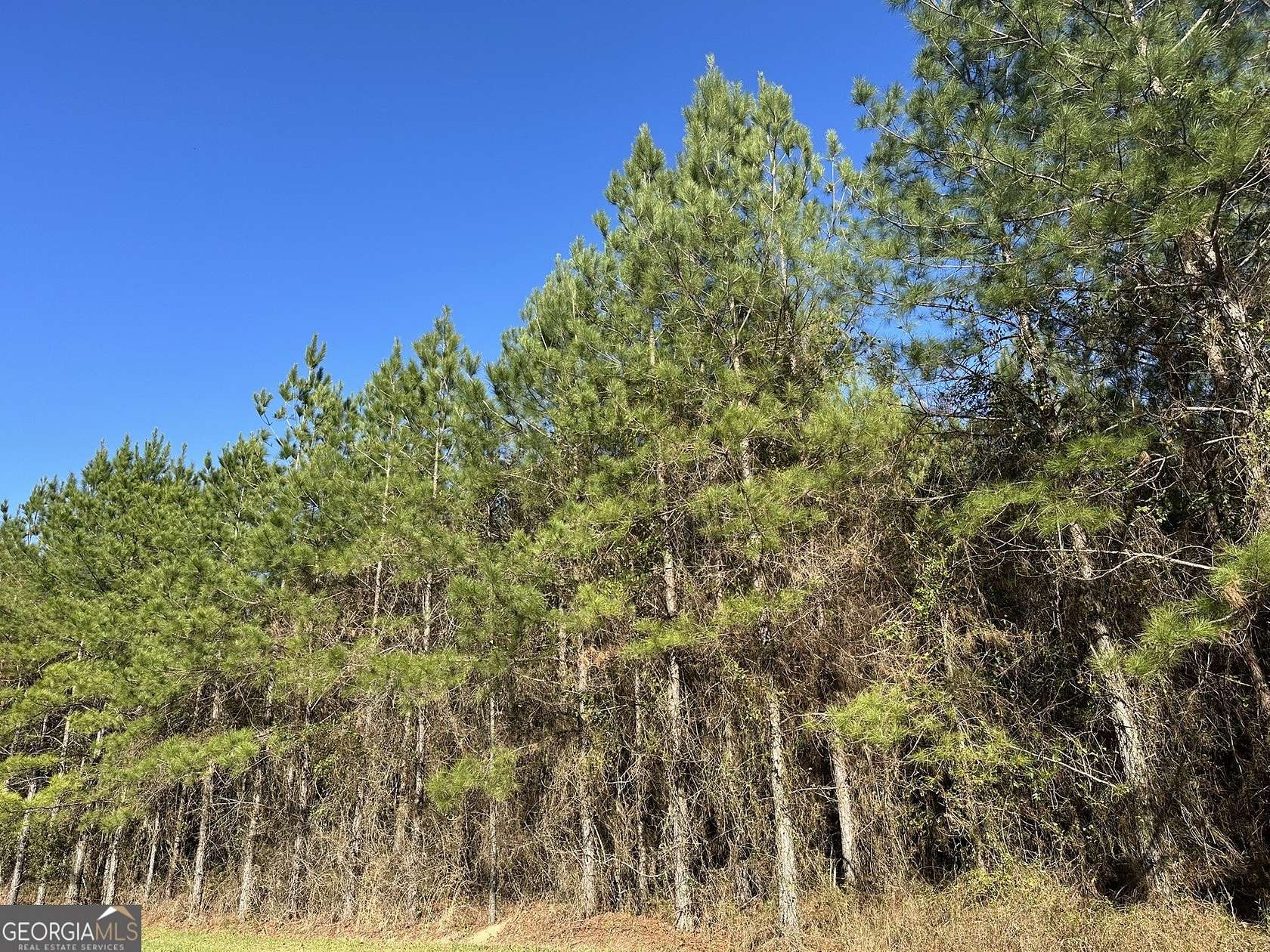20 Acres of Recreational & Residential Land for Sale in Gordon, Alabama
