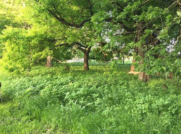10.6 Acres of Land for Sale in Tool, Texas