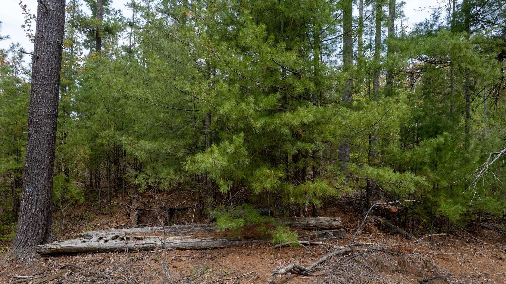 Land for Sale in Brutus, Michigan