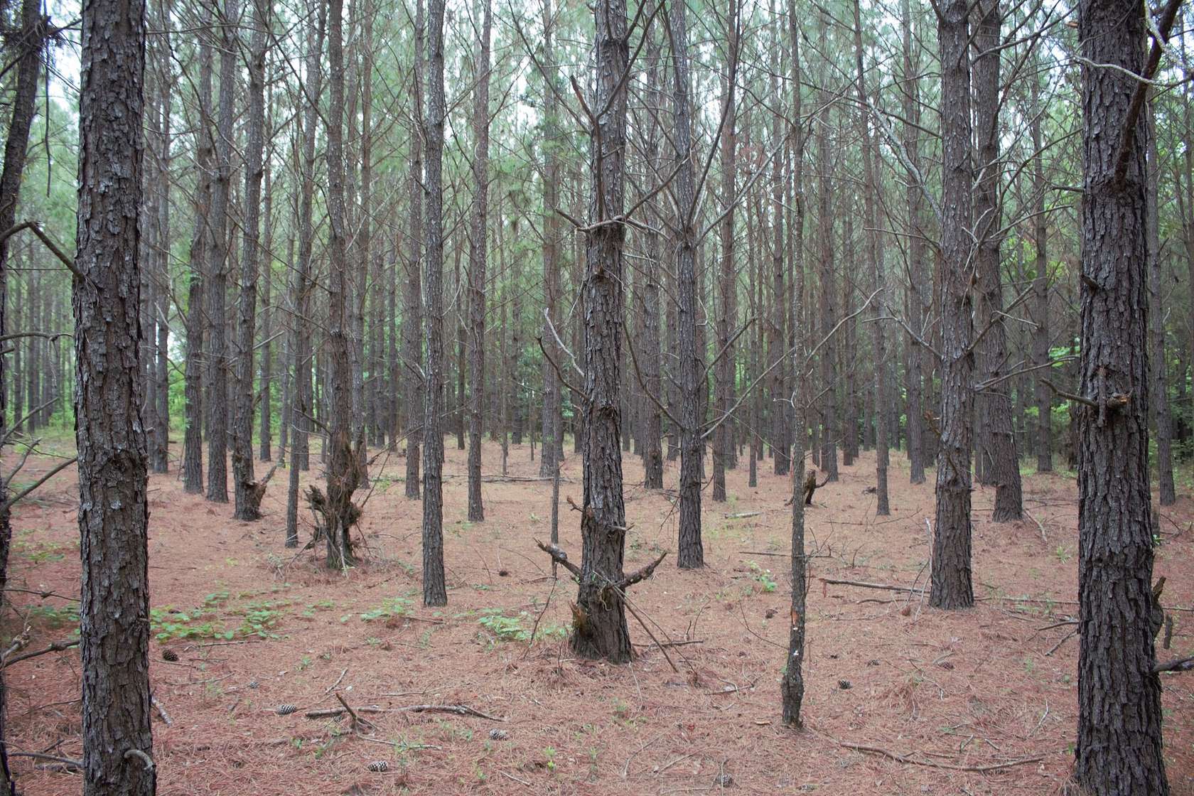 21 Acres of Recreational & Residential Land for Sale in Cadwell, Georgia