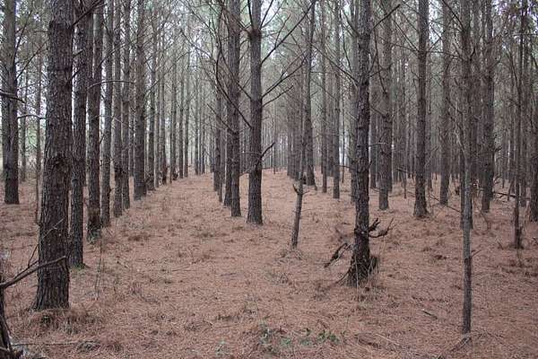 21 Acres of Recreational & Residential Land for Sale in Cadwell, Georgia
