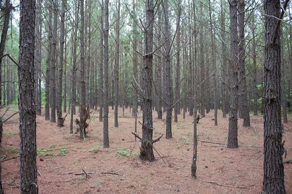 21 Acres of Recreational & Residential Land for Sale in Cadwell, Georgia
