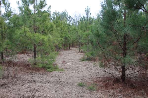 12 Acres of Recreational Land for Sale in Cadwell, Georgia