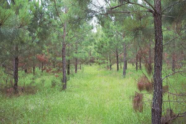 12 Acres of Recreational Land for Sale in Cadwell, Georgia