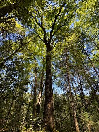 57 Acres of Recreational Land for Sale in Greenville, Alabama