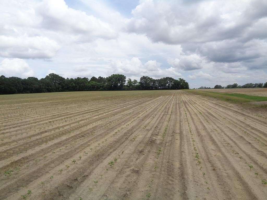 19 Acres of Land for Sale in Blakely, Georgia