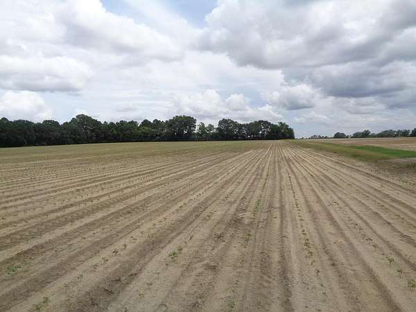 19 Acres of Land for Sale in Blakely, Georgia