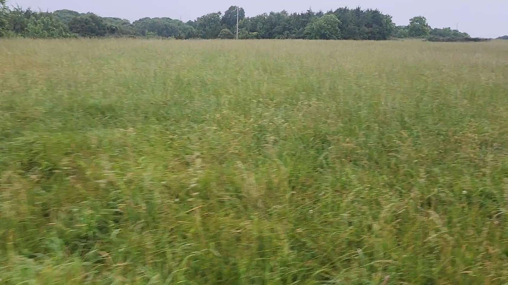 42 Acres of Land for Sale in Mountain Grove, Missouri