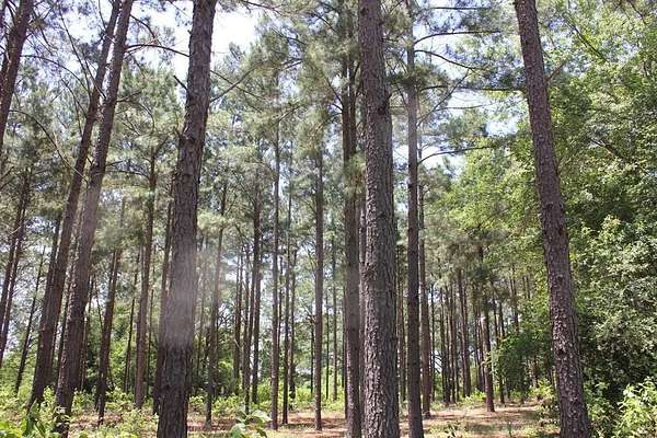 32.7 Acres of Recreational & Residential Land for Sale in Tennessee Colony, Texas