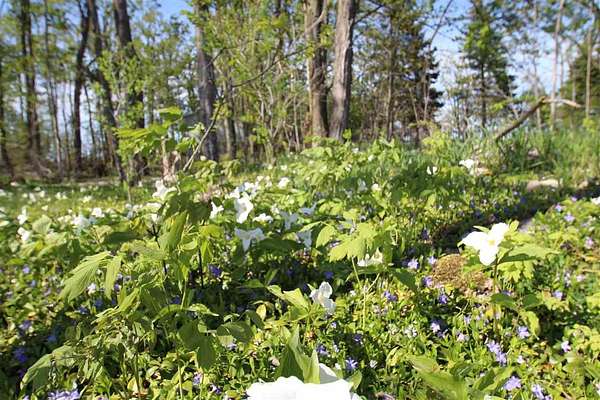2 Acres of Residential Land for Sale in Petoskey, Michigan