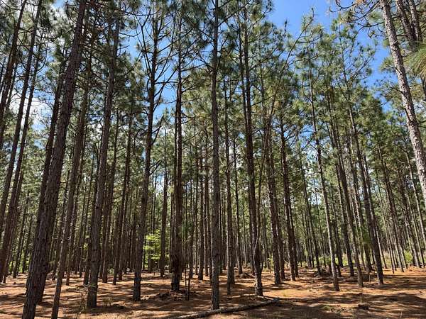125 Acres of Land for Sale in Clio, South Carolina