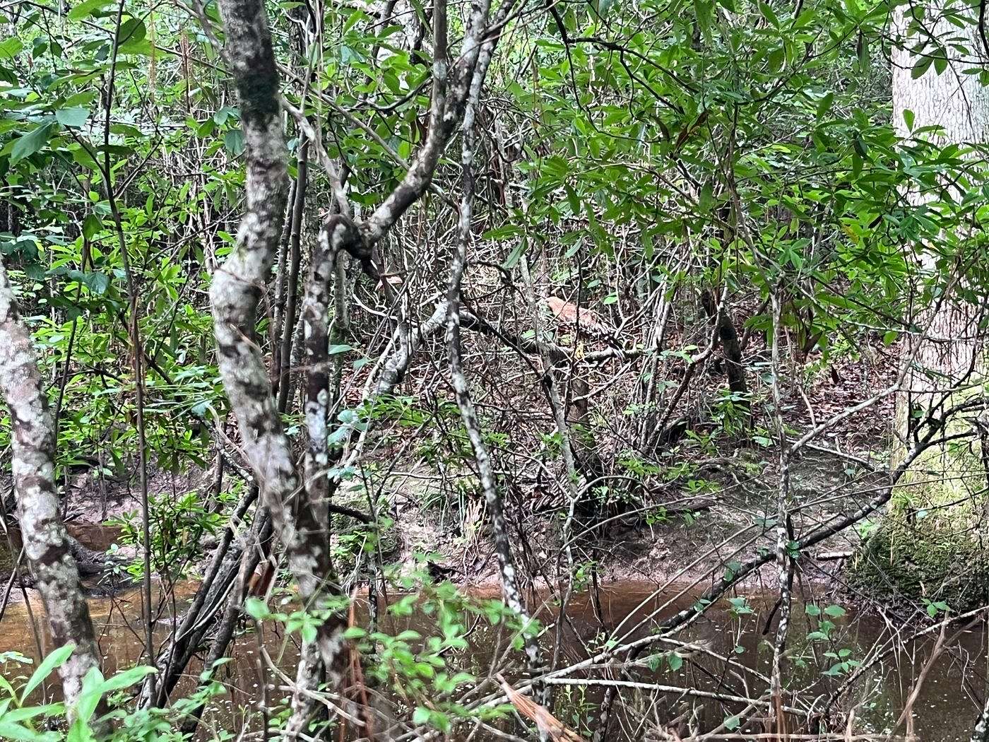 79 Acres of Recreational Land for Sale in Merryville, Louisiana