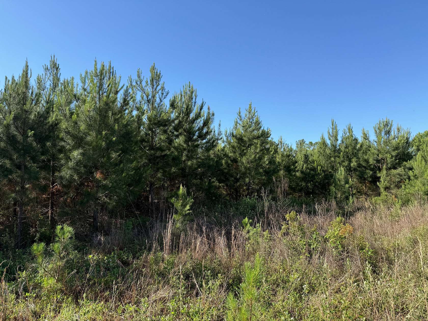 31.1 Acres of Land for Sale in Sneads, Florida